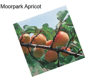 Moorpark Apricot