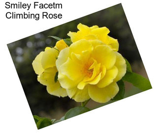 Smiley Facetm Climbing Rose