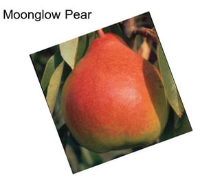 Moonglow Pear