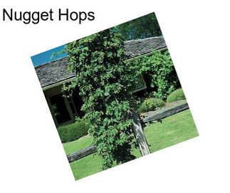 Nugget Hops