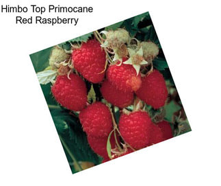 Himbo Top Primocane Red Raspberry