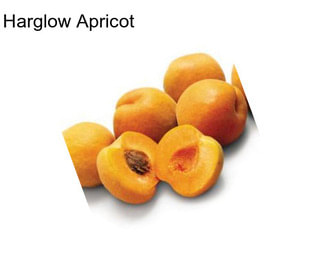 Harglow Apricot
