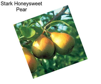 Stark Honeysweet Pear