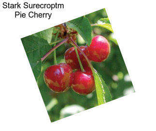 Stark Surecroptm Pie Cherry