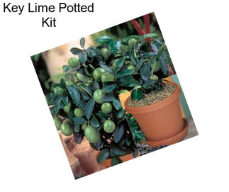 Key Lime Potted Kit