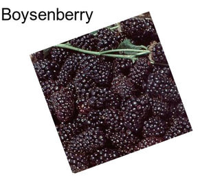 Boysenberry