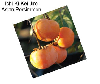 Ichi-Ki-Kei-Jiro Asian Persimmon