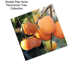 Double Play Asian Persimmon Tree Collection