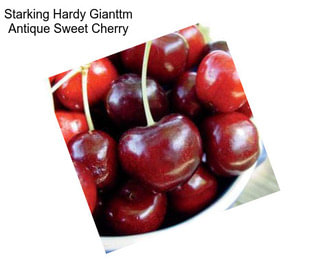 Starking Hardy Gianttm Antique Sweet Cherry