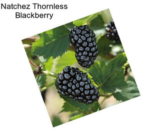 Natchez Thornless Blackberry