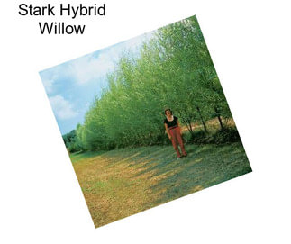 Stark Hybrid Willow