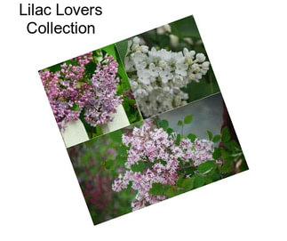 Lilac Lovers Collection