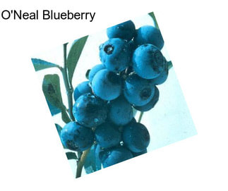 O\'Neal Blueberry