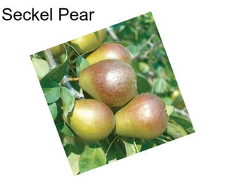 Seckel Pear