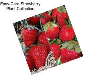 Easy-Care Strawberry Plant Collection