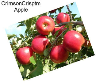 CrimsonCrisptm Apple