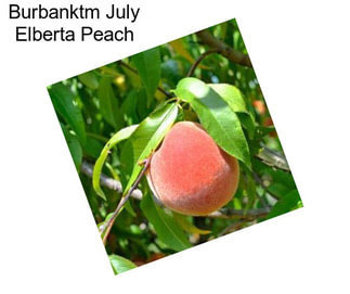 Burbanktm July Elberta Peach