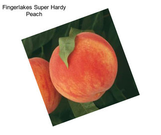 Fingerlakes Super Hardy Peach