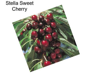 Stella Sweet Cherry