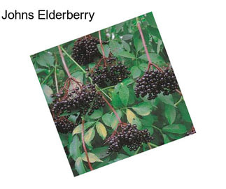 Johns Elderberry