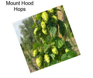 Mount Hood Hops