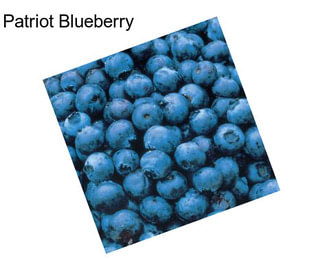 Patriot Blueberry