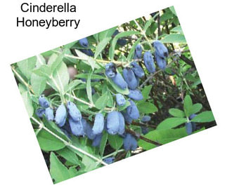 Cinderella Honeyberry