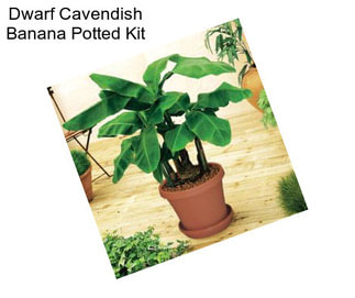 Dwarf Cavendish Banana Potted Kit