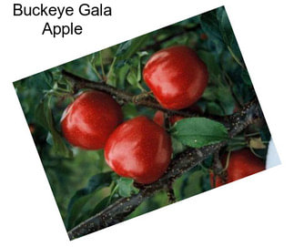 Buckeye Gala Apple