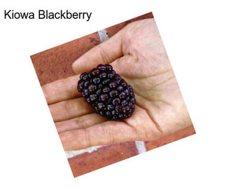 Kiowa Blackberry