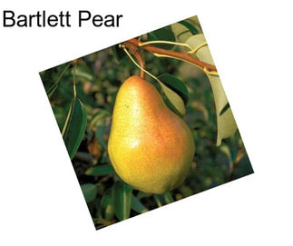 Bartlett Pear