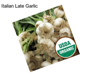 Italian Late Garlic