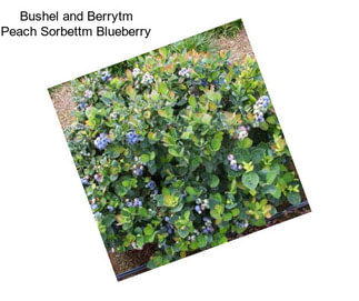 Bushel and Berrytm Peach Sorbettm Blueberry