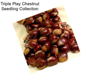 Triple Play Chestnut Seedling Collection