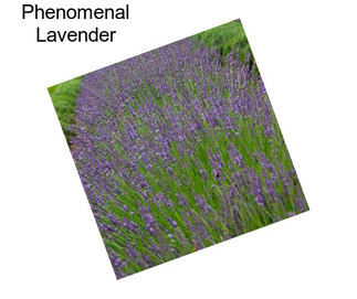 Phenomenal Lavender