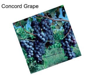 Concord Grape