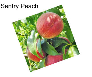 Sentry Peach