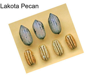 Lakota Pecan