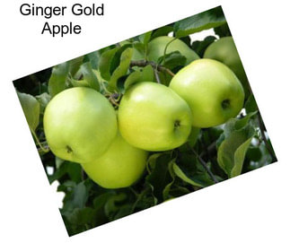 Ginger Gold Apple