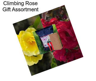 Climbing Rose Gift Assortment