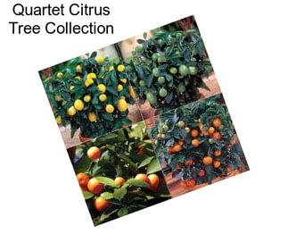 Quartet Citrus Tree Collection