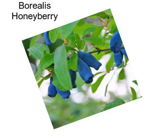 Borealis Honeyberry