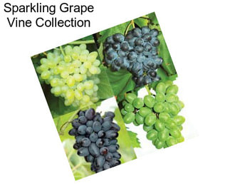 Sparkling Grape Vine Collection