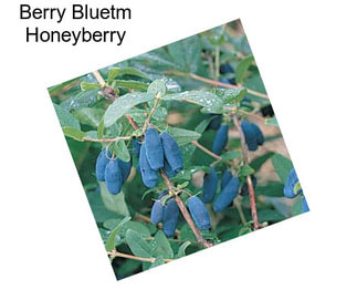 Berry Bluetm Honeyberry