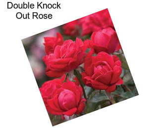 Double Knock Out Rose