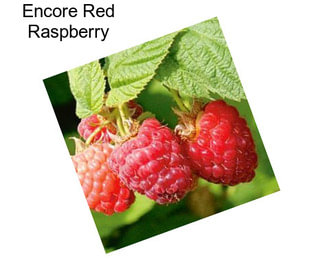 Encore Red Raspberry