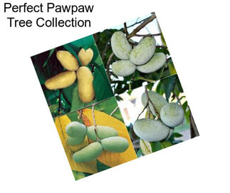 Perfect Pawpaw Tree Collection