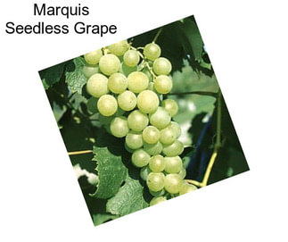 Marquis Seedless Grape