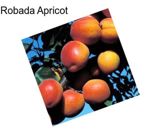 Robada Apricot