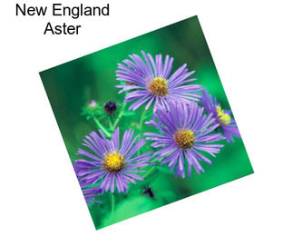 New England Aster